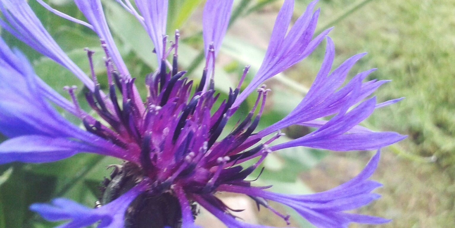 LisaGreife's profile banner image