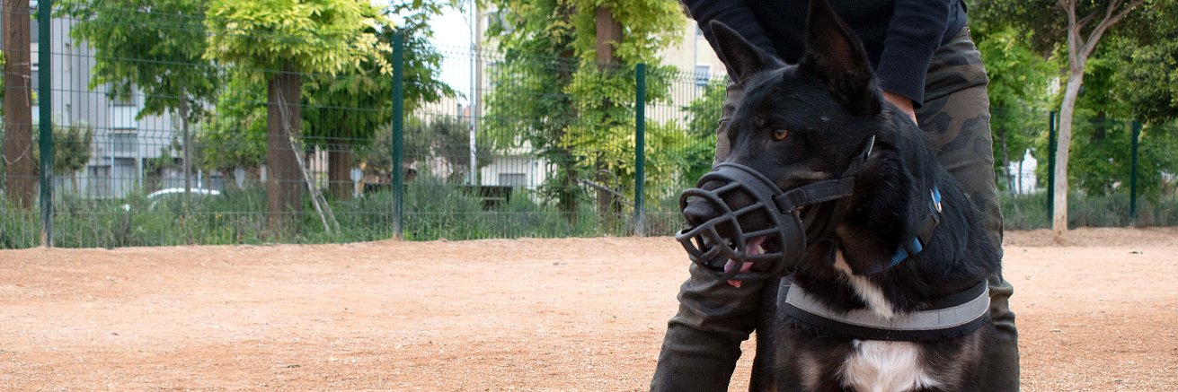 Anxo Cunningham banner