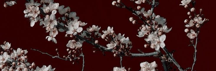 addison701t's profile banner image
