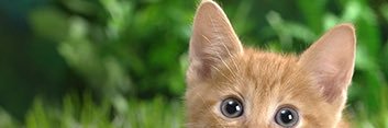 SamsonMow's profile banner image