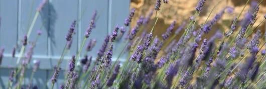 lavenderbluewed's profile banner image