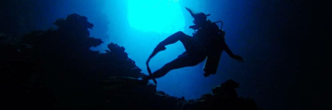 Bewildered in Wilderness 🌻 banner