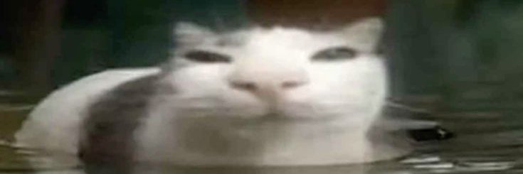 lilthievv's profile banner image