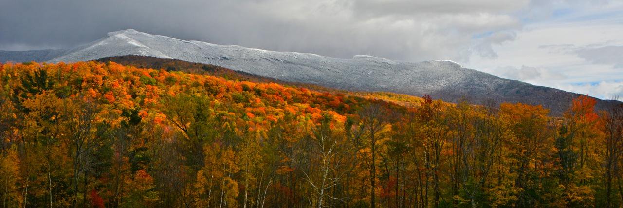 Robert Shapiro banner
