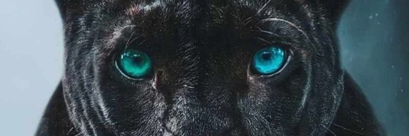 Wachointriago's profile banner image