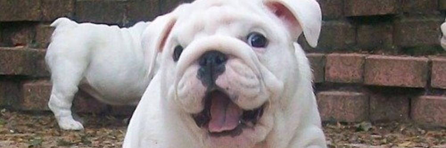 Robert Taylor banner