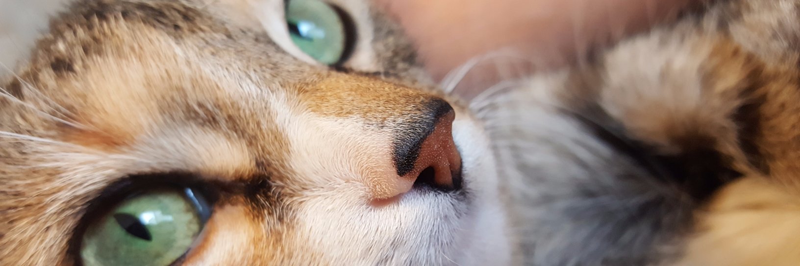 Kirfkin's profile banner image