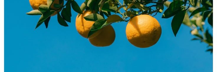 lemonbagikw's profile banner image