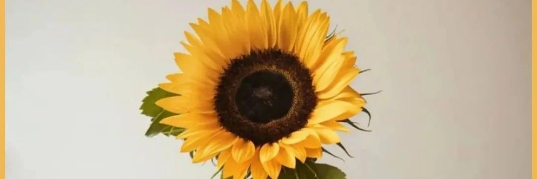 BetiMariel's profile banner image
