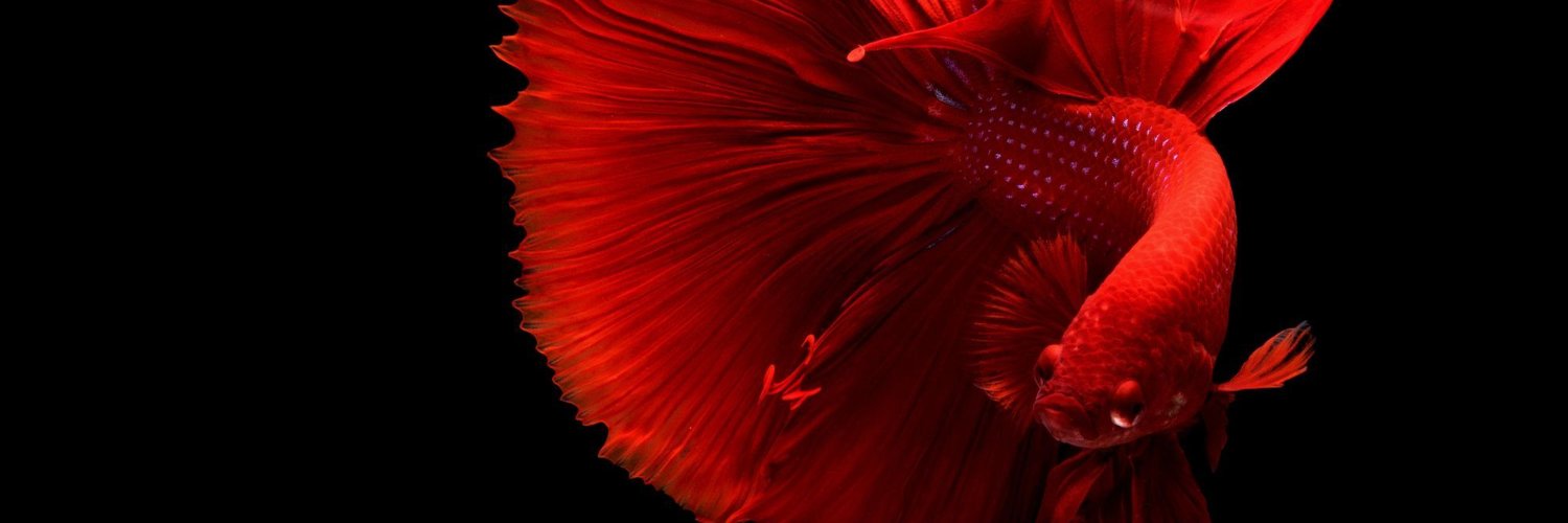 ¥~۱۸۱~∫ banner