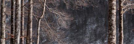 FionaMega1ib7's profile banner image
