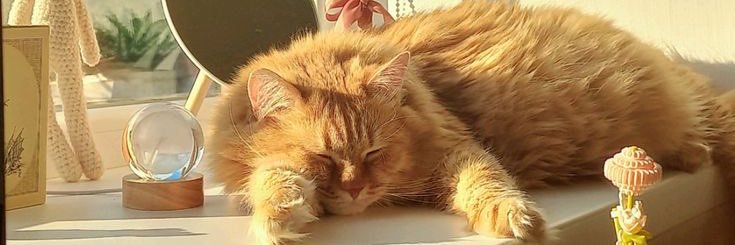 impulse as cats banner