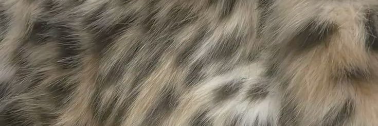 cursedlimbs's profile banner image