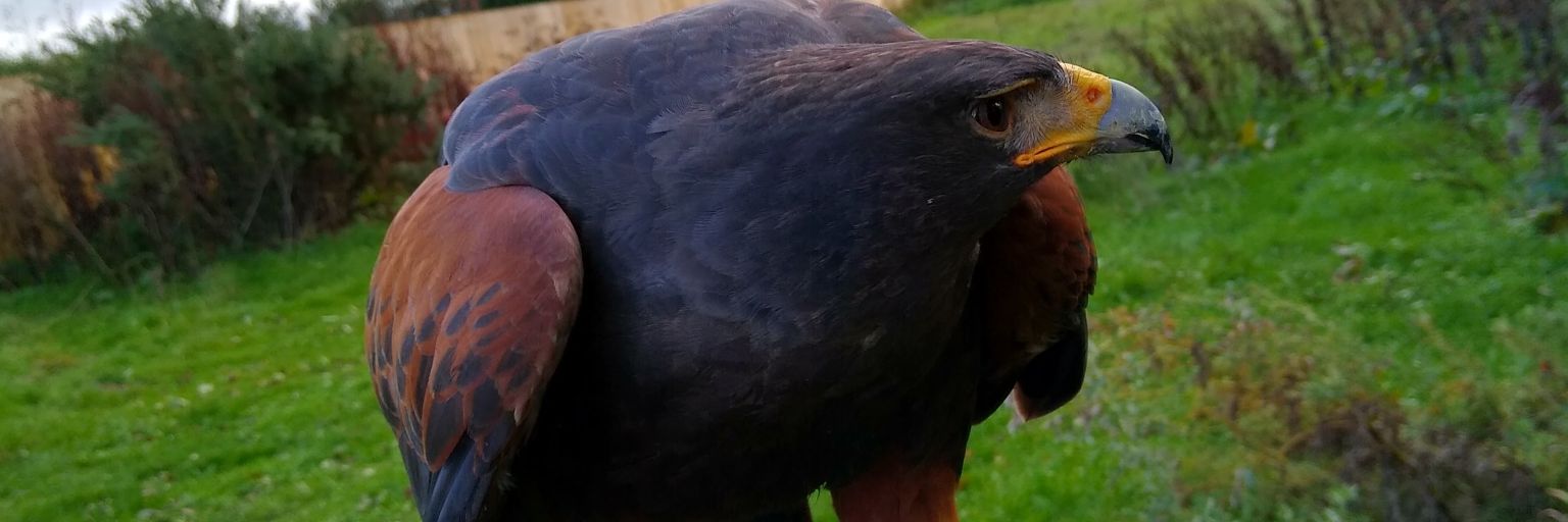 FreyJay 🏳️‍⚧️🏳️‍🌈 banner