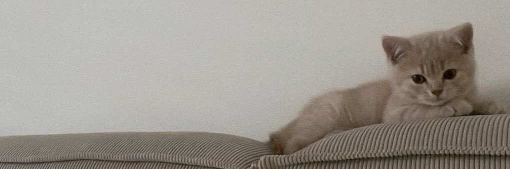 sa🐈‍⬛ banner