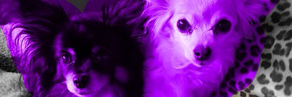 elisaviolet Profile Banner