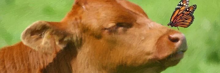 CambamMoos's profile banner image
