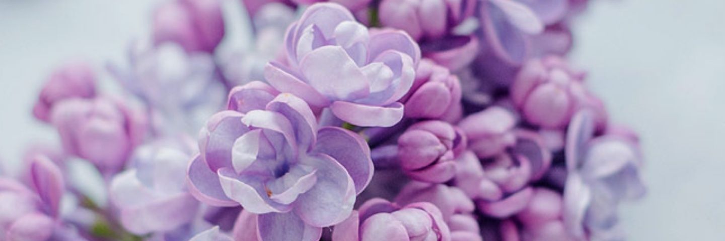 Pinku_Butterfly's profile banner image
