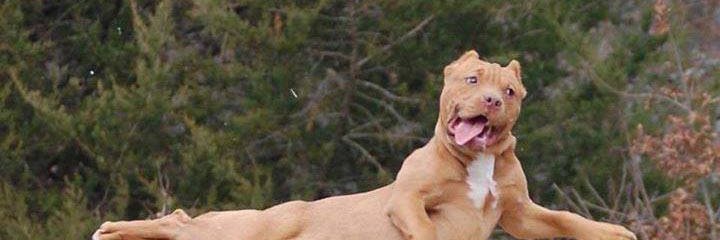 henderson 🌈 banner