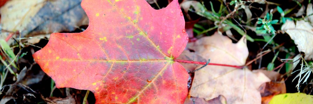The Morning Journal banner
