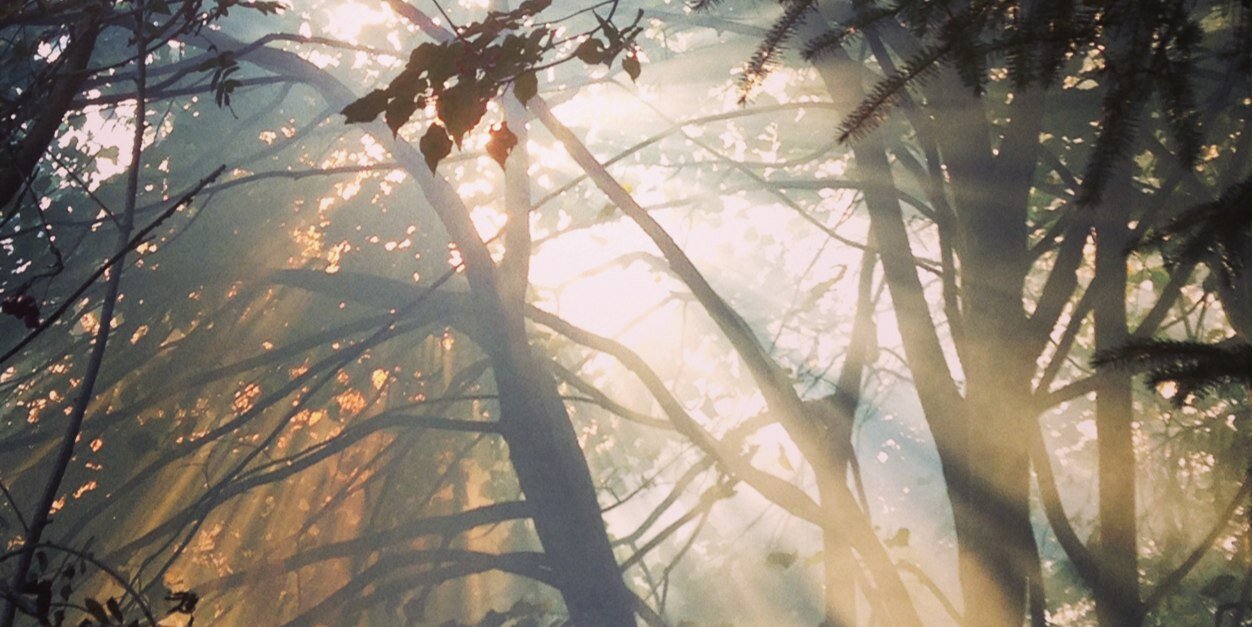 Sophie Kimber Craig banner