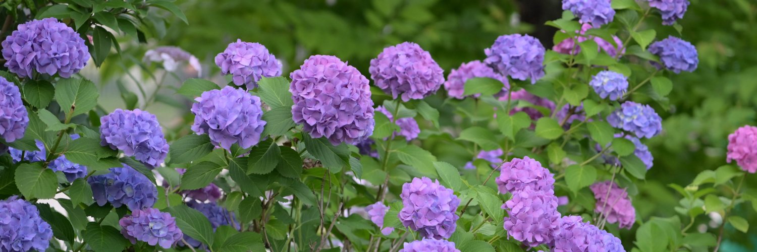 rinrinrinphoto's profile banner image