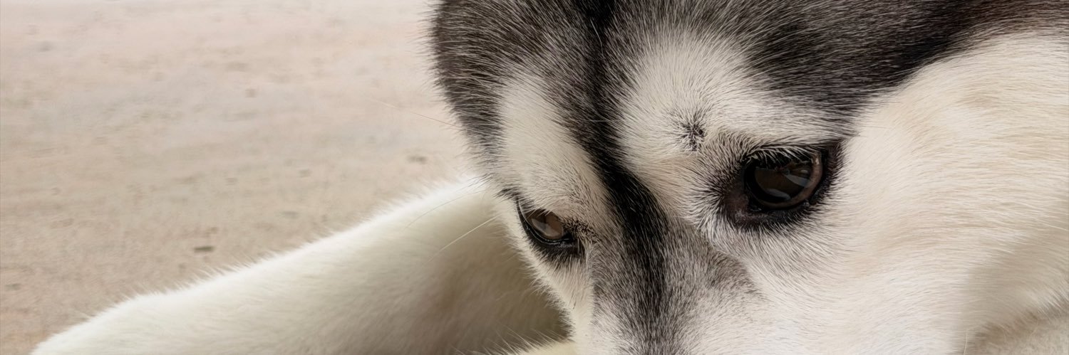 Morphy_Awoo's profile banner image