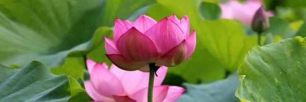 jehan_hameed Profile Banner