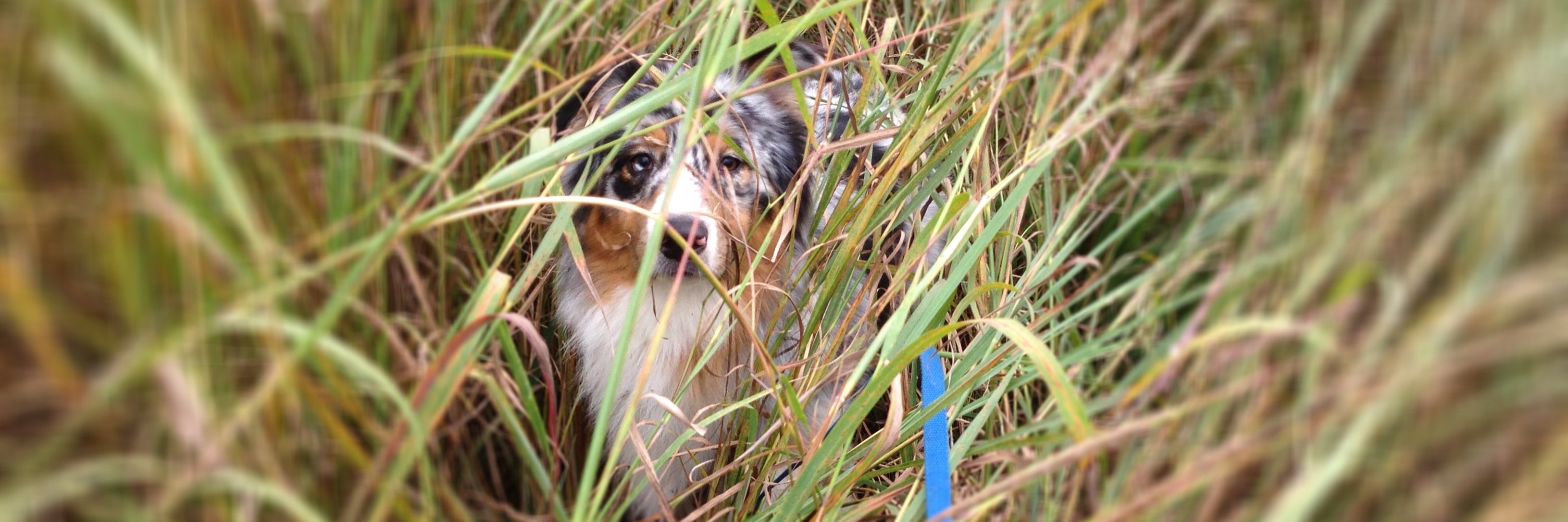 reisvetbehavior's profile banner image