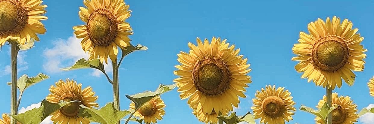 Jessica 🌻 banner