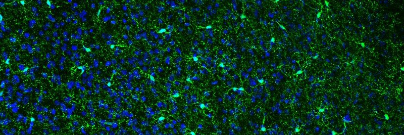 Daniel Kashima banner