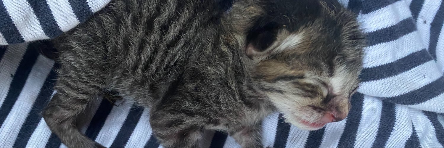lovinglypaged's profile banner image