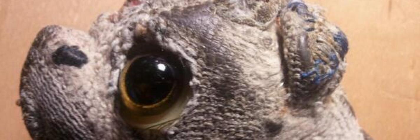 conark's profile banner image