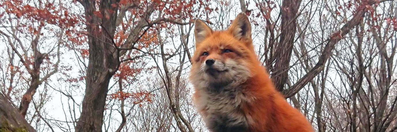 lynxkuni's profile banner image