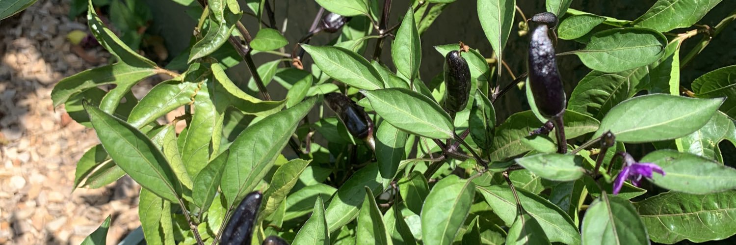 Marcell Pietersen banner