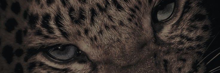 cadevicos's profile banner image