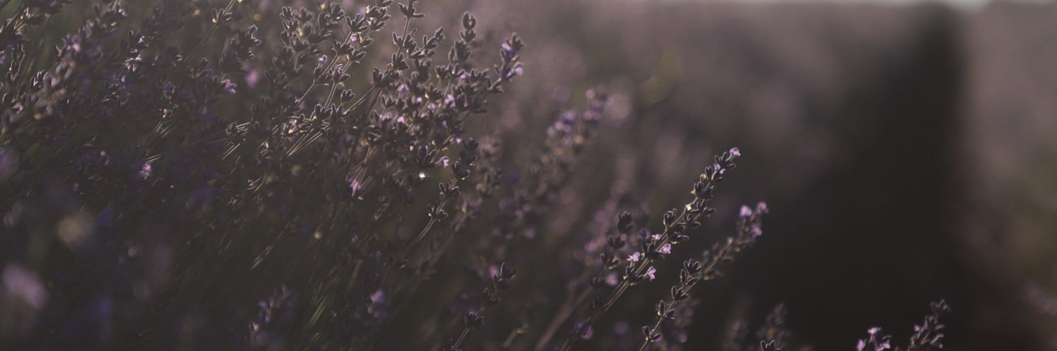 LauraParrondo's profile banner image