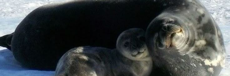 harppseal's profile banner image