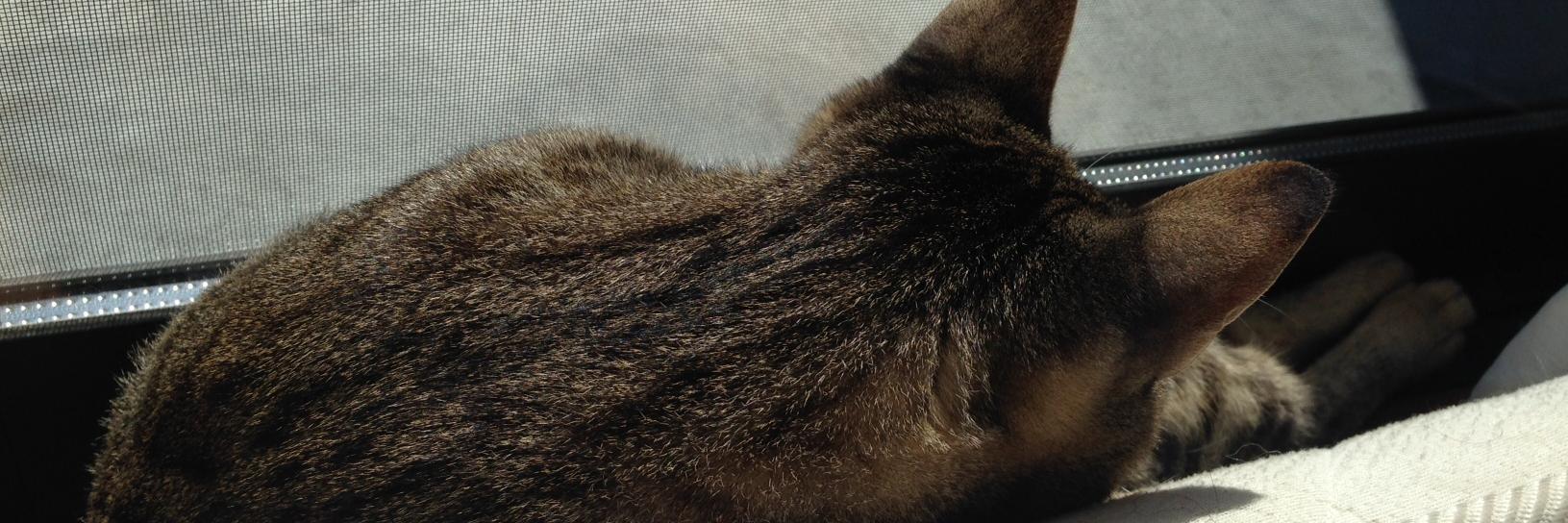 salmonking137's profile banner image