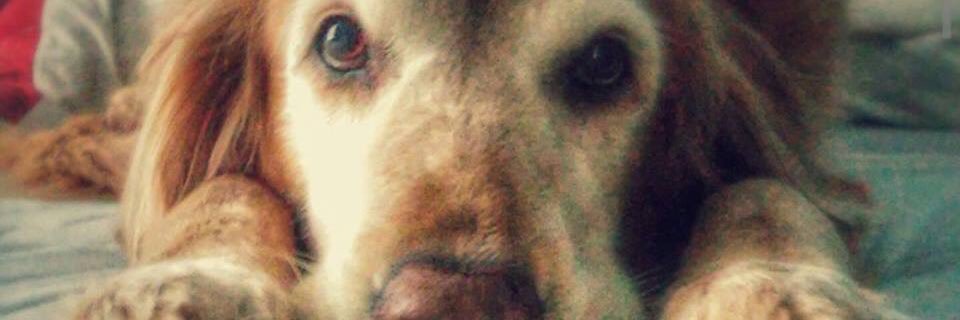 SheldonMartin's profile banner image