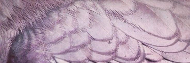 cigsncandy's profile banner image