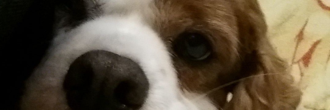 Amenphoenix's profile banner image