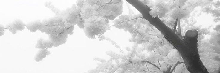 scneii's profile banner image