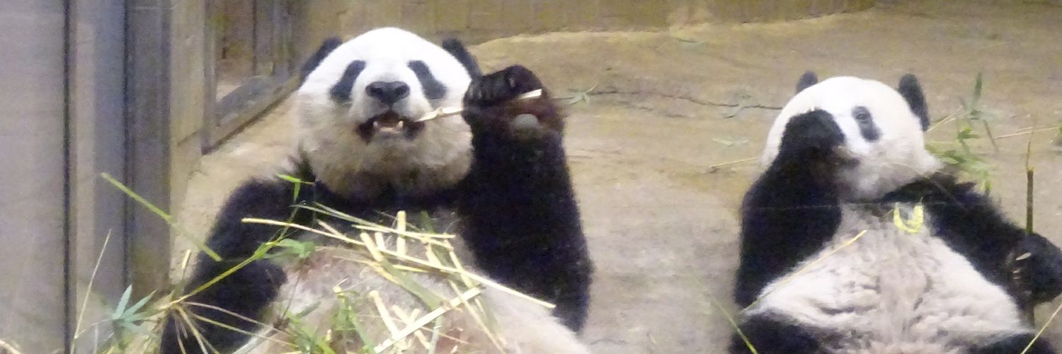 やす🐼🌿 banner