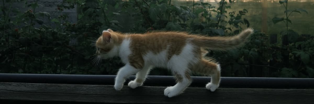 Mnooull's profile banner image