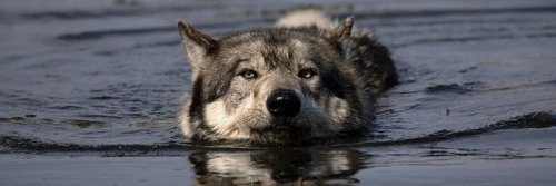 wolvespack79's profile banner image