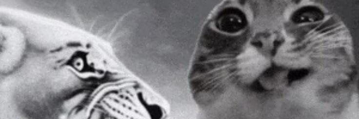 stereogirl_'s profile banner image