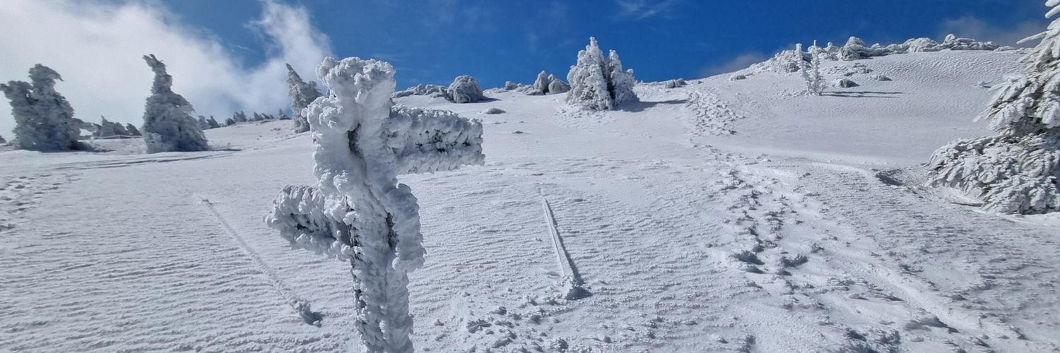 𝓡𝓸𝓫𝓲𝓷 𝓒𝓱𝓪𝓻𝓫𝓸𝓷𝓷𝓲𝓮𝓻 banner