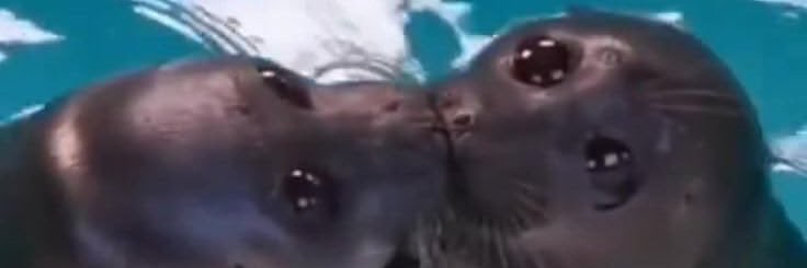 SealRTaccount's profile banner image