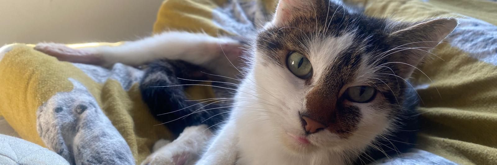 CatSun1976's profile banner image